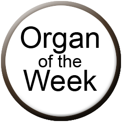 Allen Organs Organ of the Week